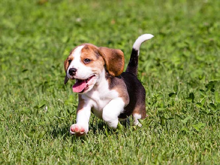 スヌーピーのモデルにもなったビーグル 歴史や特徴 なりやすい病気について 犬との暮らし大百科 スヌーピーのモデルにもなったビーグル 歴史や特徴 なりやすい病気について 犬との暮らし大百科