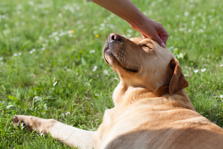 賢くてお仕事大好き ラブラドール レトリーバーってどんな犬 性格や特徴 歴史について 犬との暮らし大百科