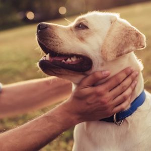 新着記事一覧ページ 犬との暮らし大百科 Part 3 新着記事一覧ページ 犬との暮らし大百科 Part 3