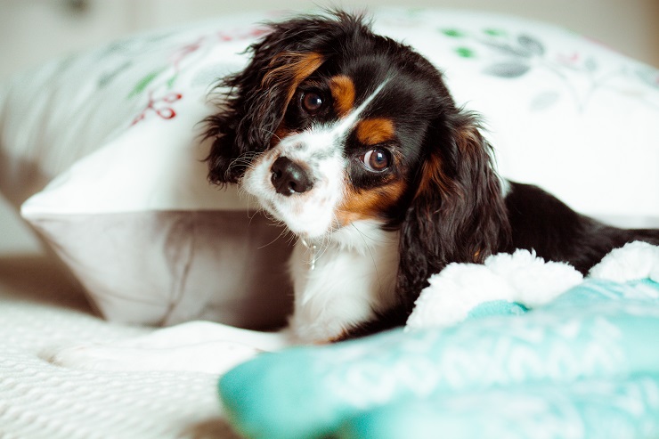 犬の生理 ヒート について 期間はどのくらい 痛みはあるもの 犬との暮らし大百科