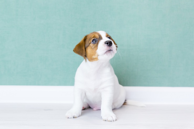 総集編 子犬期に覚えさせたいしつけ アイコンタクト から おすわり や まて おいで など 犬との暮らし大百科