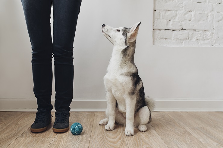 総集編 子犬期に覚えさせたいしつけ アイコンタクト から おすわり や まて おいで など 犬との暮らし大百科