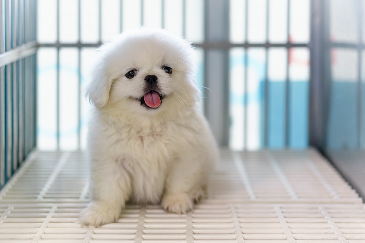 総集編 子犬期に覚えさせたいしつけ アイコンタクト から おすわり や まて おいで など 犬との暮らし大百科