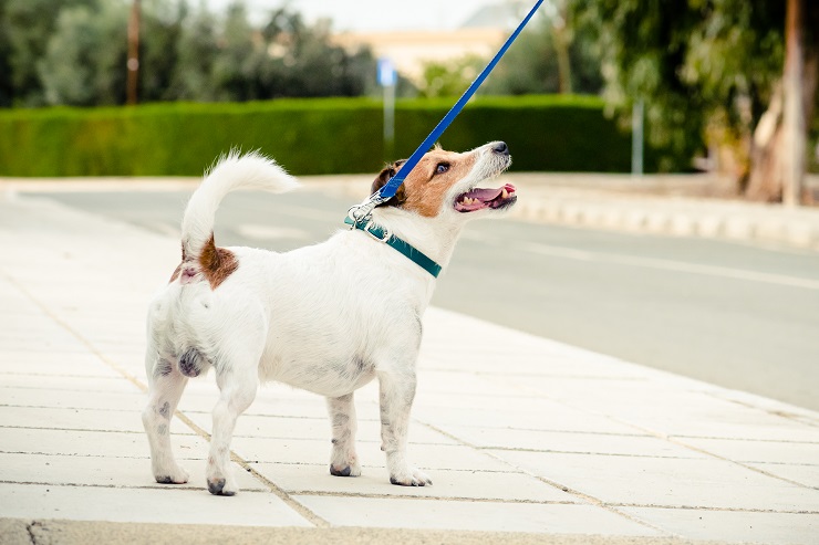 犬のお散歩 適切な回数や時間 マナー お散歩デビューで必要なことは 犬との暮らし大百科