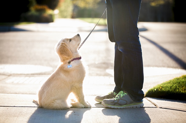 子犬と飼い主