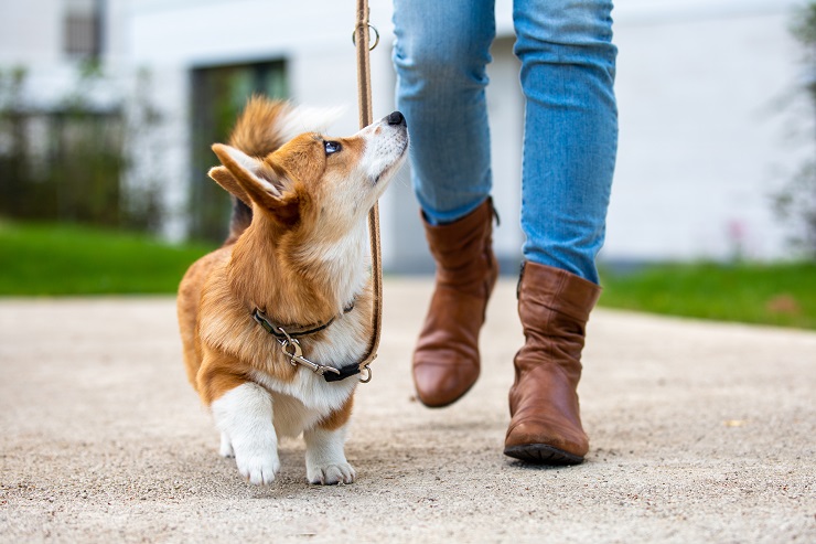 犬のお散歩 適切な回数や時間 マナー お散歩デビューで必要なことは 犬との暮らし大百科