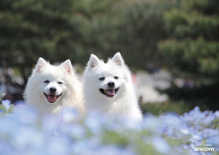 真っ白でもっふもふ 笑顔が魅力的なサモエドってどんな犬 特徴や歴史 気を付けたい病気までご紹介 犬との暮らし大百科