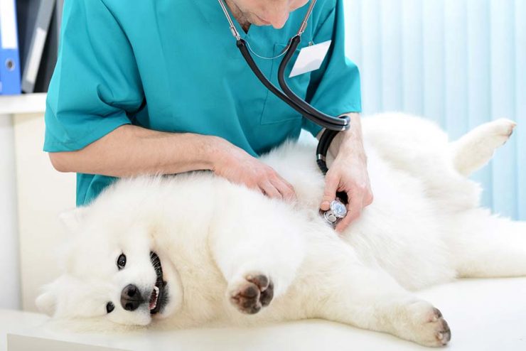 真っ白でもっふもふ 笑顔が魅力的なサモエドってどんな犬 特徴や歴史 気を付けたい病気までご紹介 犬との暮らし大百科