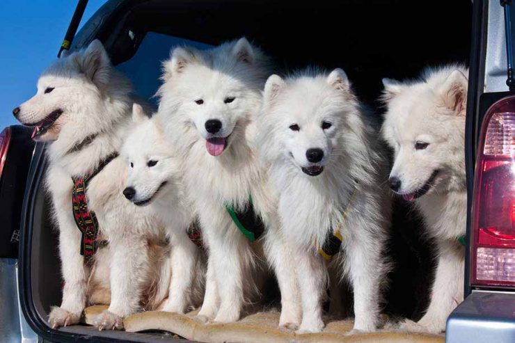 真っ白でもっふもふ 笑顔が魅力的なサモエドってどんな犬 特徴や歴史 気を付けたい病気までご紹介 犬との暮らし大百科