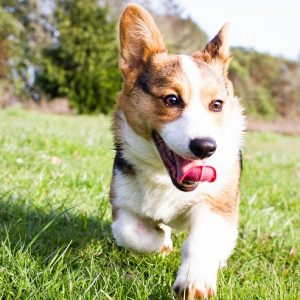 コーギー 犬との暮らし大百科