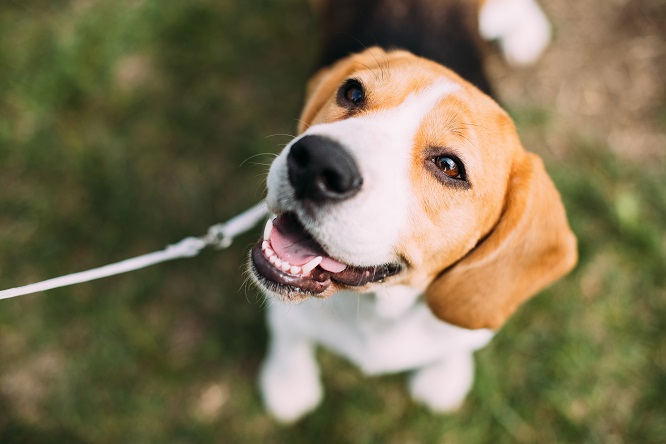 スヌーピーのモデルにもなったビーグル 歴史や特徴 なりやすい病気について 犬との暮らし大百科