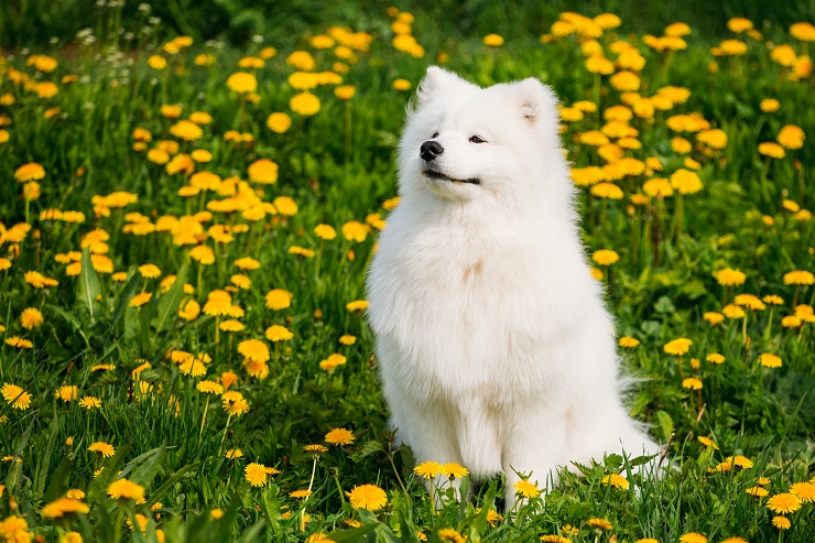 真っ白でもっふもふ 笑顔が魅力的なサモエドってどんな犬 特徴や歴史 気を付けたい病気までご紹介 犬との暮らし大百科