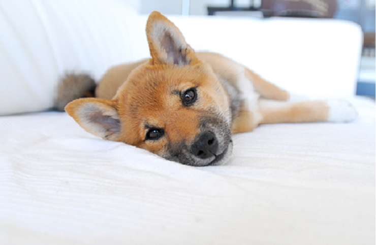 犬の尿石症とは 原因や対策 予防法をご紹介 犬との暮らし大百科