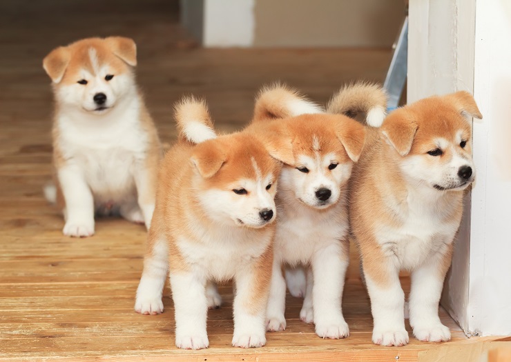 忠誠心が高く 愛情深い秋田犬 海外でも人気なその魅力や歴史に迫ります 犬との暮らし大百科