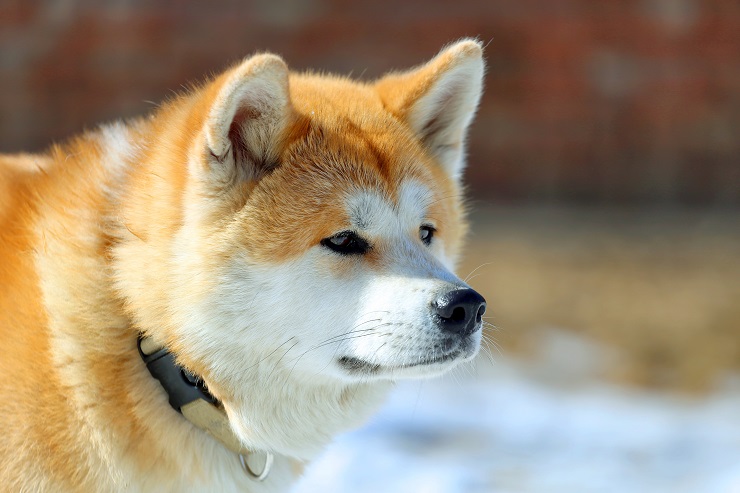 秋田犬の飼い主必見 性格や費用 なりやすい病気について 犬との暮らし大百科