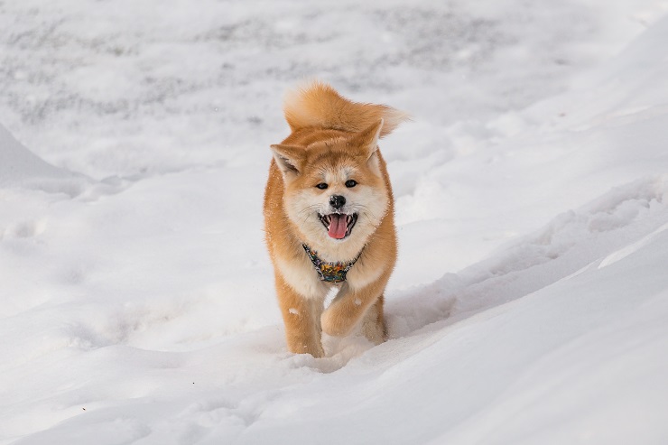 忠誠心が高く 愛情深い秋田犬 海外でも人気なその魅力や歴史に迫ります 犬との暮らし大百科