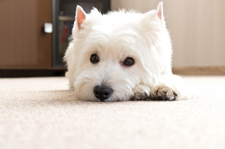 犬の アレルギー性皮膚炎 原因や症状 治療についてご紹介 犬との暮らし大百科