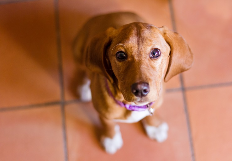 犬に玉ねぎは危険です もし食べてしまったら 対処法もご紹介 犬との暮らし大百科