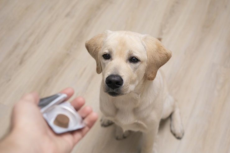 飼い主が知っておきたい犬に寄生する ノミ のこと 予防を忘れずに 犬との暮らし大百科