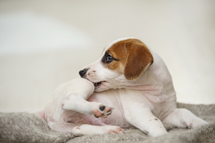 足を噛んでいる子犬のジャックラッセルテリア