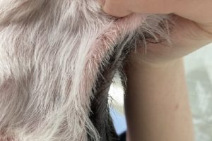 アトピー性皮膚炎のシー・ズー(わきの脱毛と赤み)