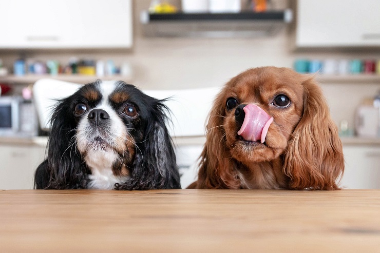 獣医師監修 犬にチョコレートは危険 致死量や食べた時の対処 犬との暮らし大百科