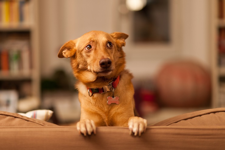 獣医師監修 犬にチョコレートは危険 致死量や食べた時の対処 犬との暮らし大百科