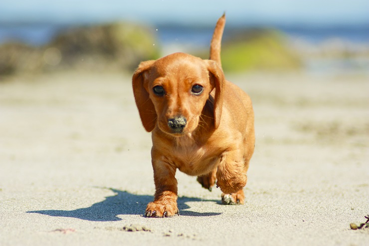 短足胴長で歩く姿が愛らしいミニチュア ダックスフンド 飼い方をご紹介 犬との暮らし大百科