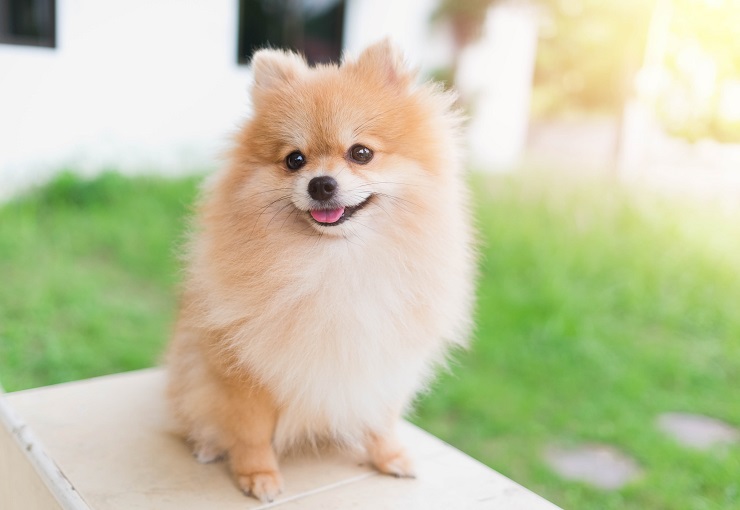 フワフワで愛らしいポメラニアン 性格や寿命 気を付けたい病気までご紹介 犬との暮らし大百科