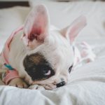 犬の歯磨き方法 歯周病を予防するために 犬との暮らし大百科 犬の歯磨き方法 歯周病を予防するために 犬との暮らし大百科