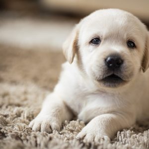 パピー 犬との暮らし大百科