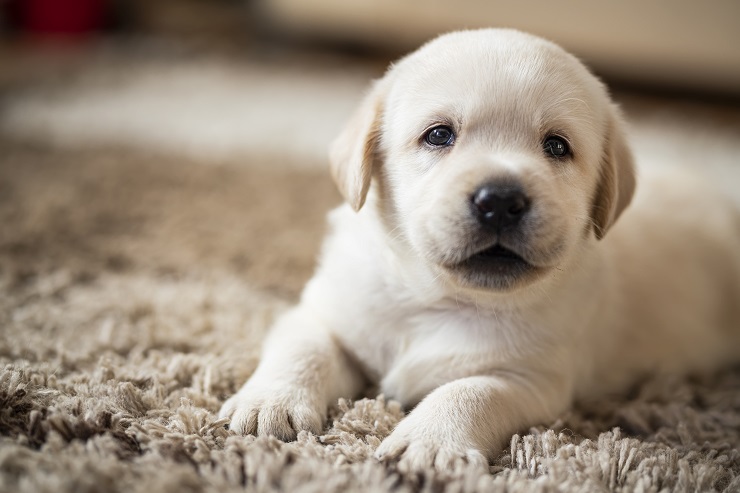 犬を迎えたら トイレのしつけのこと 犬との暮らし大百科