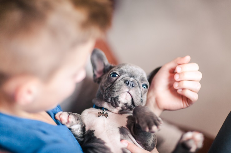 フレンチブルドッグの子犬