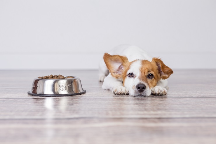 犬 避妊手術後 元気ない