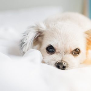 新着記事一覧ページ 犬との暮らし大百科 Part 3