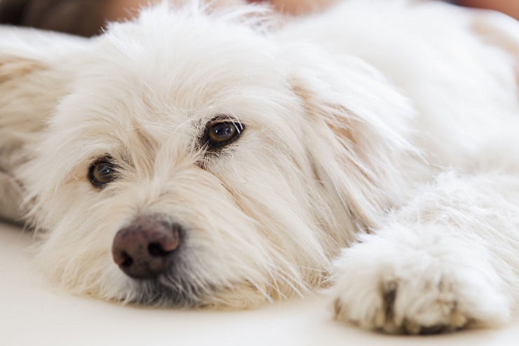 犬 クッシング 症候群 末期 症状