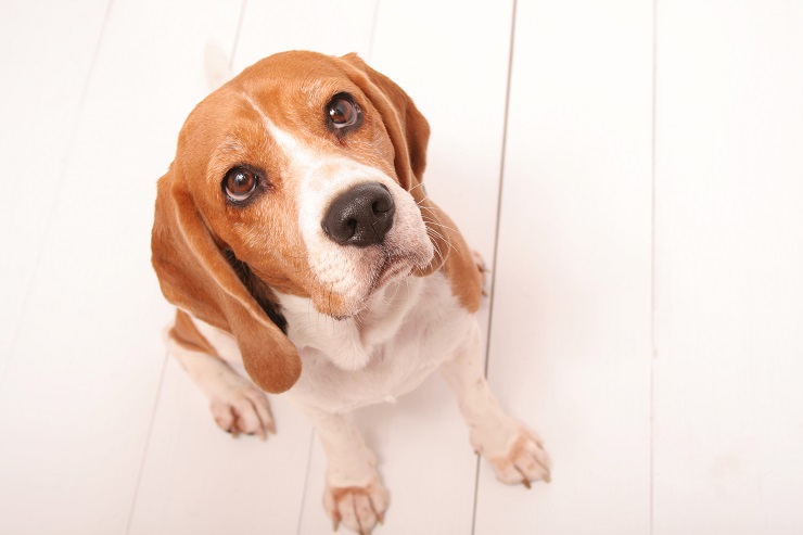 獣医師監修 知っておきたい犬に寄生する ダニ のこと 犬との暮らし大百科