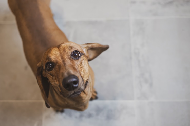 獣医師監修 犬の吠え癖を直したい 理由を知って 正しい対策 犬との暮らし大百科