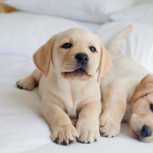 犬との暮らし大百科 アニコム獣医師監修