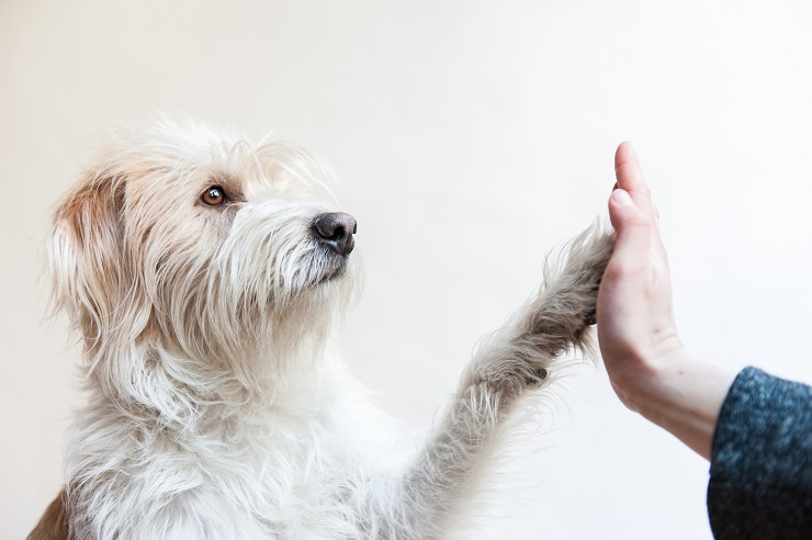 犬 クッシング 症候群 末期 症状