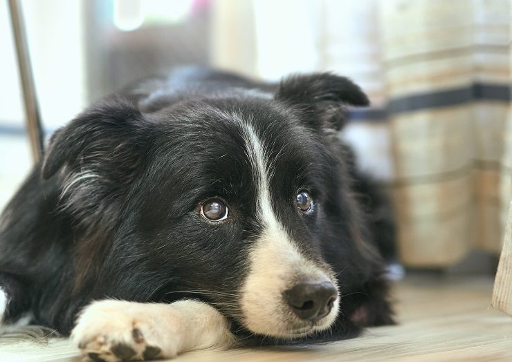 犬の白内障 初期症状は 治療法は 犬との暮らし大百科