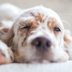 新着記事一覧ページ 犬との暮らし大百科