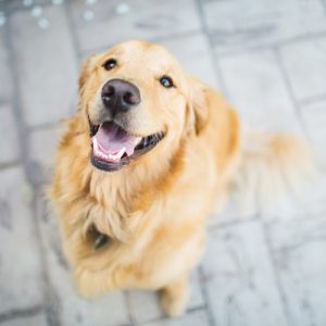 犬のフィラリア症 原因や症状 治療についてご紹介 犬との暮らし大百科