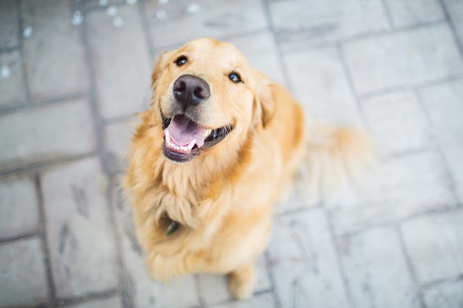 犬のフィラリア症 原因や症状 治療についてご紹介 犬との暮らし大百科