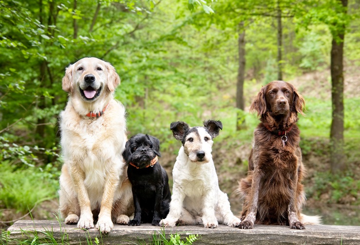 4頭の犬が並ぶ様子
