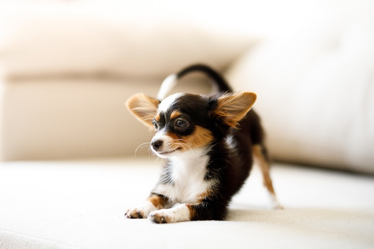 チワワの魅力は 性格や特徴 寿命などをご紹介 犬との暮らし大百科