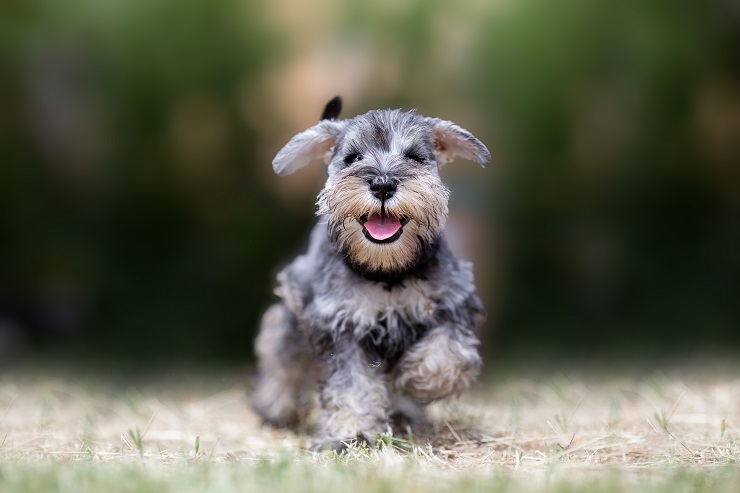 ボリューミーなおひげがかわいいミニチュア シュナウザー 性格や寿命 歴史をご紹介 犬との暮らし大百科