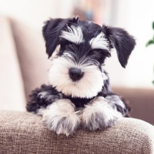 新着記事一覧ページ 犬との暮らし大百科 Part 3