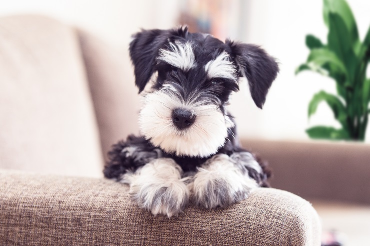 ボリューミーなおひげがかわいいミニチュア シュナウザー 性格や寿命 歴史をご紹介 犬との暮らし大百科