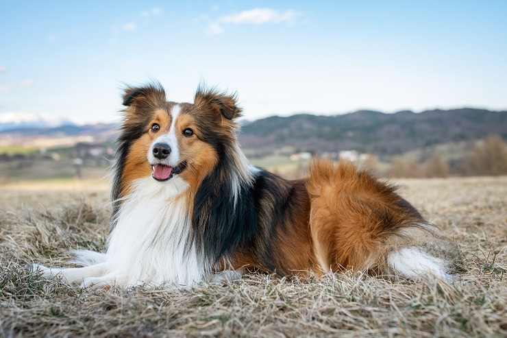 美しく穏やか シェットランド シープドッグ シェルティ をご紹介 犬との暮らし大百科